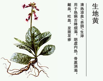 生地黃