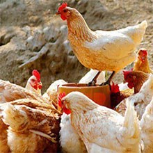 �г���ˎ�a(ch��n)Ʒ���u��ˎ����