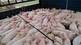 �������i�������ã�߀Մʲô����